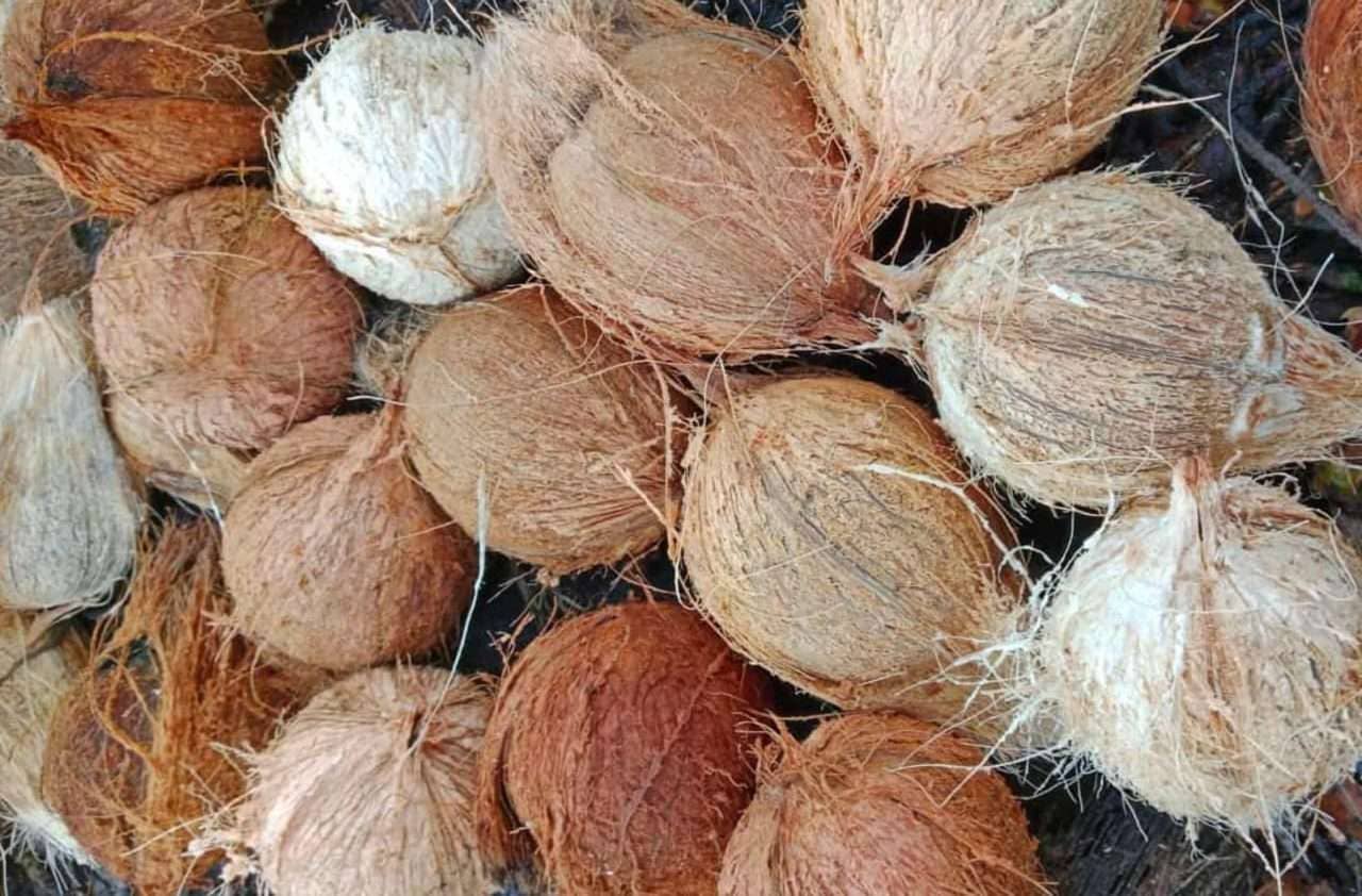 FRESH COCONUT PRICE IN INDONESIA