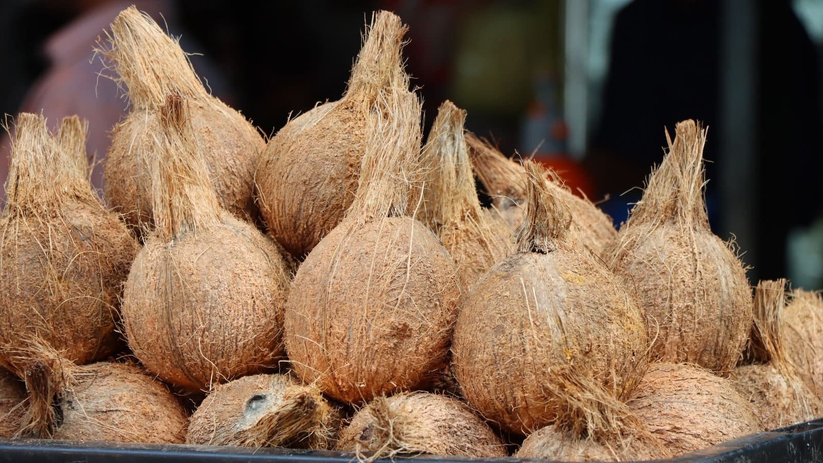 Coconut Supplier From Indonesia