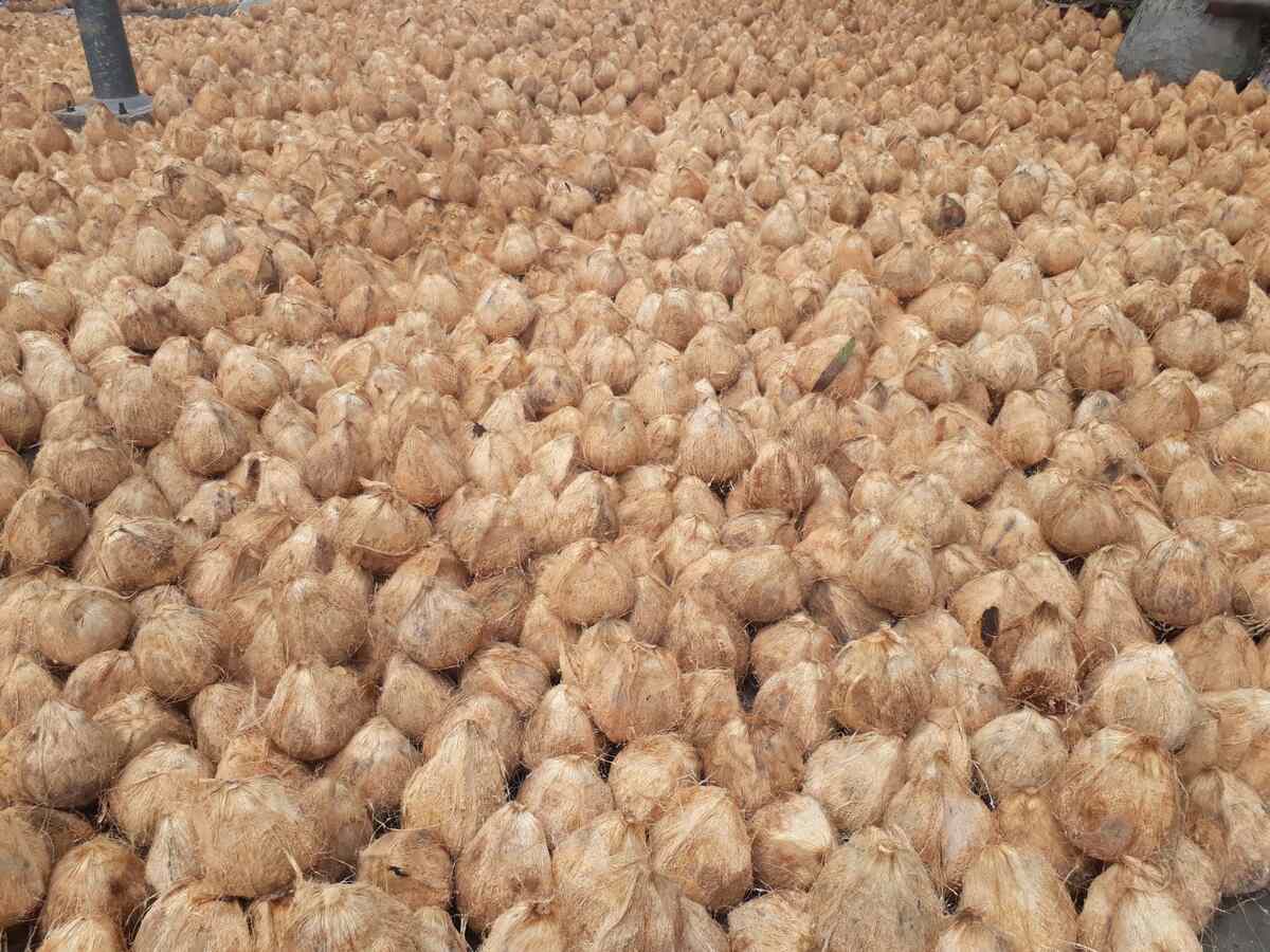 Coconut Supplier From Indonesia