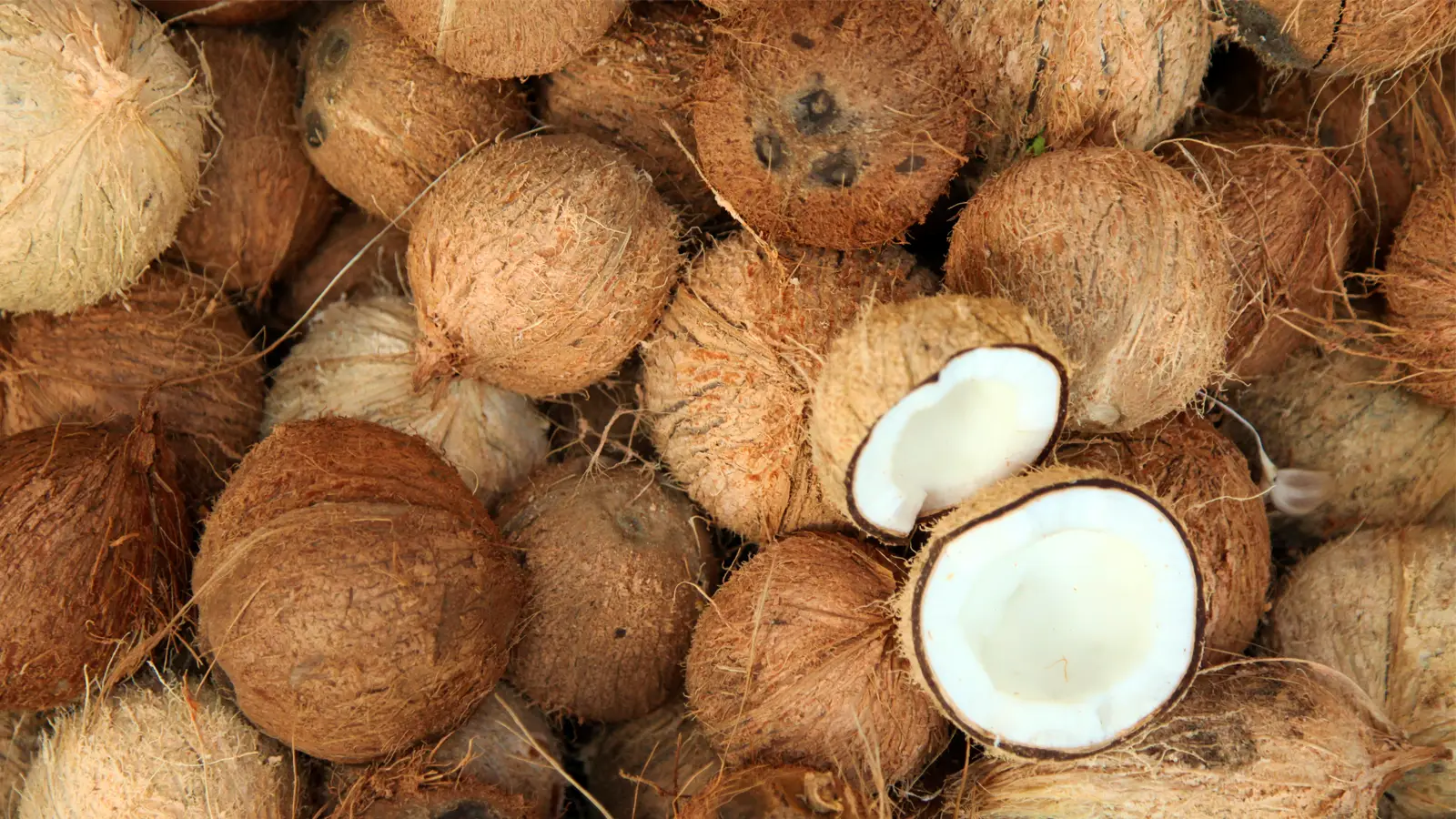SEMI HUSKED COCONUT FOR MIDDLE EAST MARKET